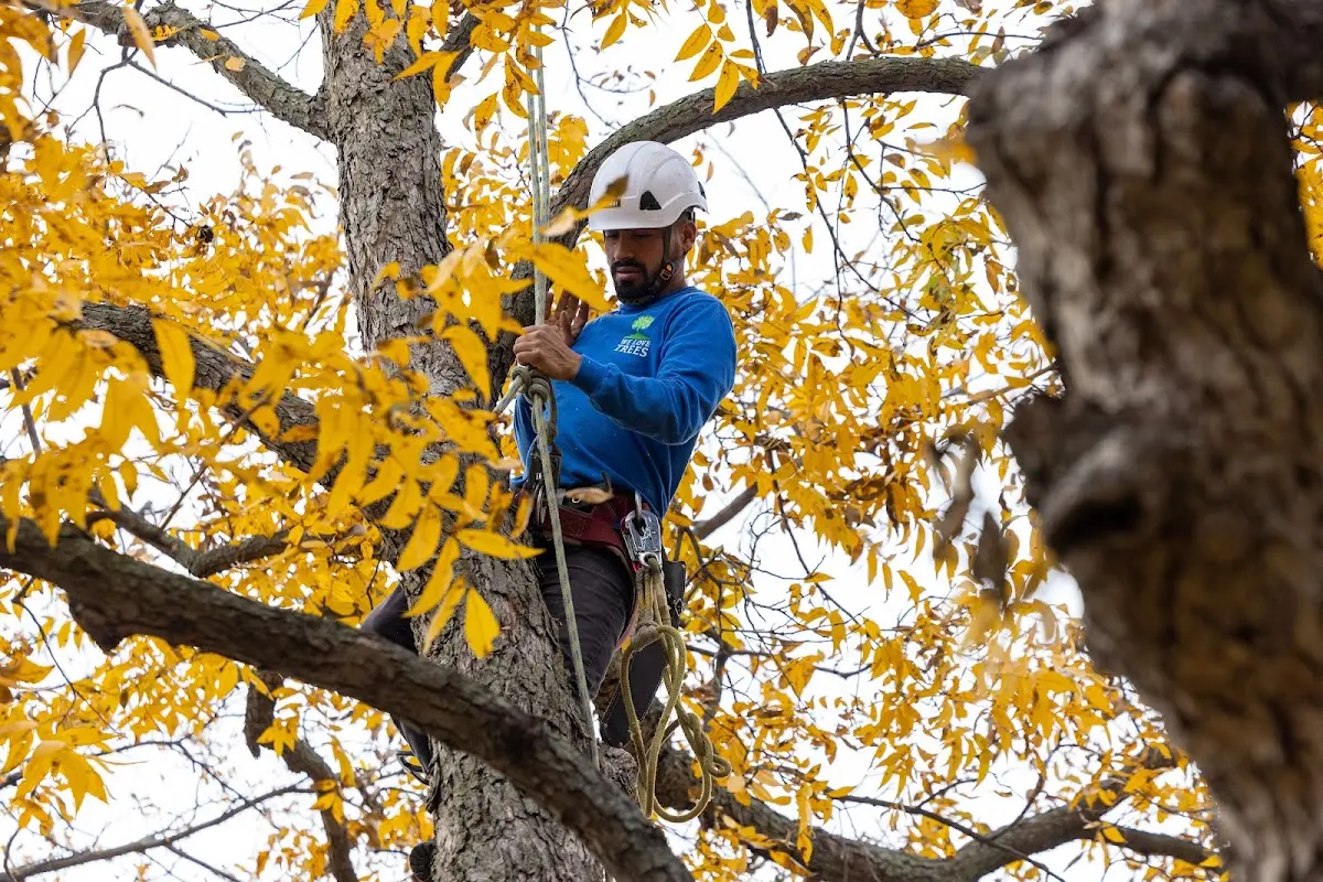 Skilled Storm Damage Cleanup crew working in Benson